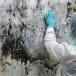 mold damage restoration services