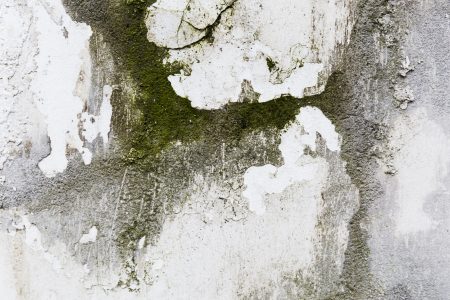 moss-rough-concrete-wall